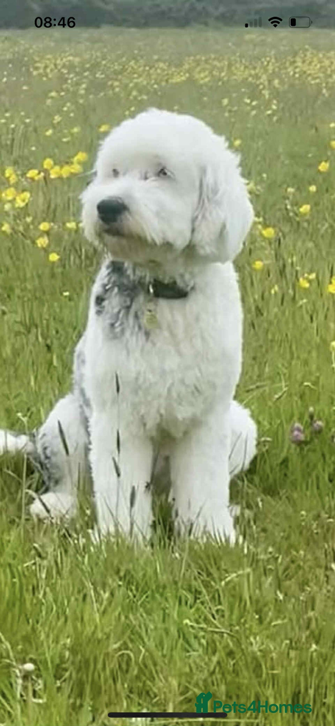Sheepadoodle dogs for sale: unique sheepadoodles due - Image 26