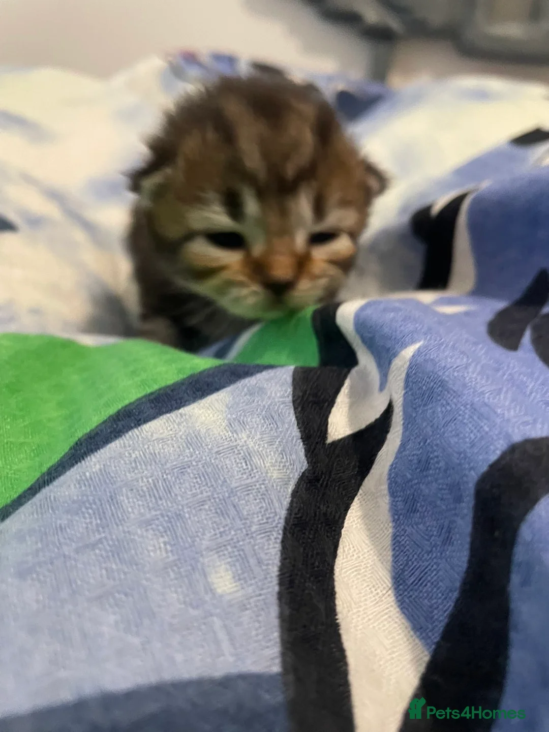 Persian cats for sale: Persian kittens  - Advert 9