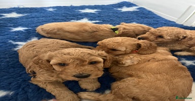 Miniature Poodle dogs - Advert 13