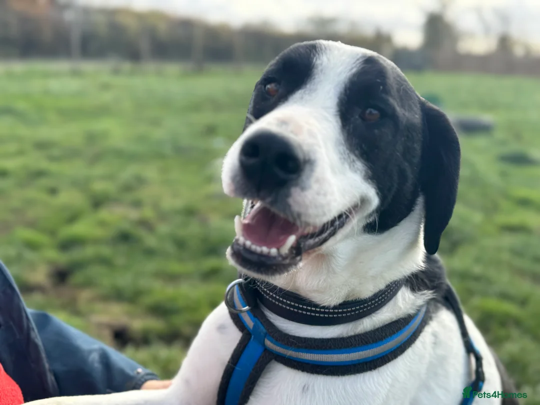 Mixed Breed dogs for adoption: Maya & Luca still waiting for you to see them 💔 - Advert 14