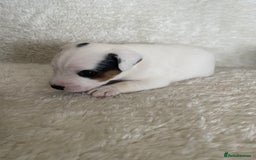 Jack Russell dogs for sale: Quality Parson Jack Russell male puppies - Advert 3