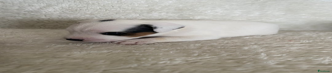 Jack Russell Puppy 1