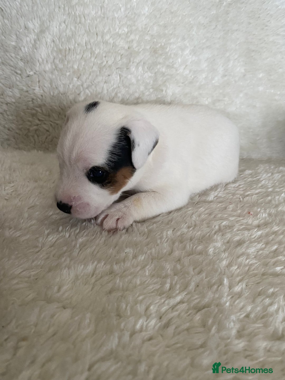 Jack Russell dogs for sale: Quality Parson Jack Russell male puppies - Advert 3