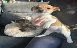 Jack Russell dogs for sale: Jack Russell pups  - Image 1