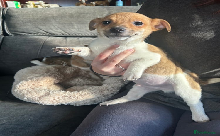 Jack Russell dogs - Advert 5