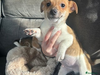 Jack Russell dogs - Advert 15