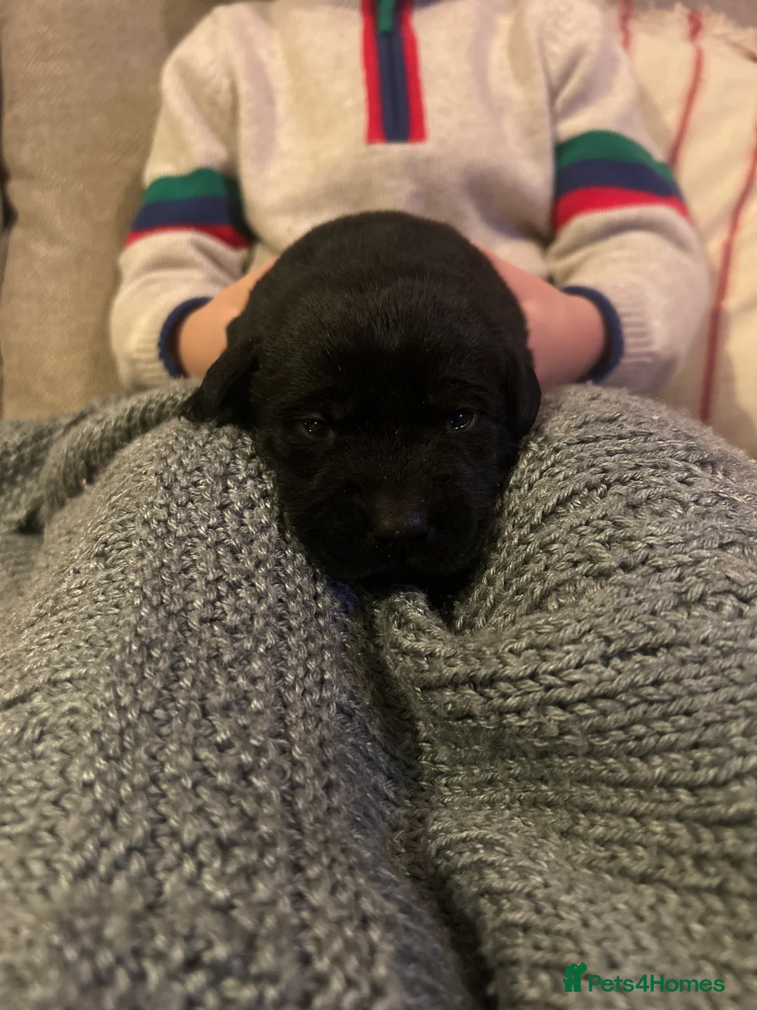 Labrador Retriever dogs for sale: Labrador Puppies - Advert 20