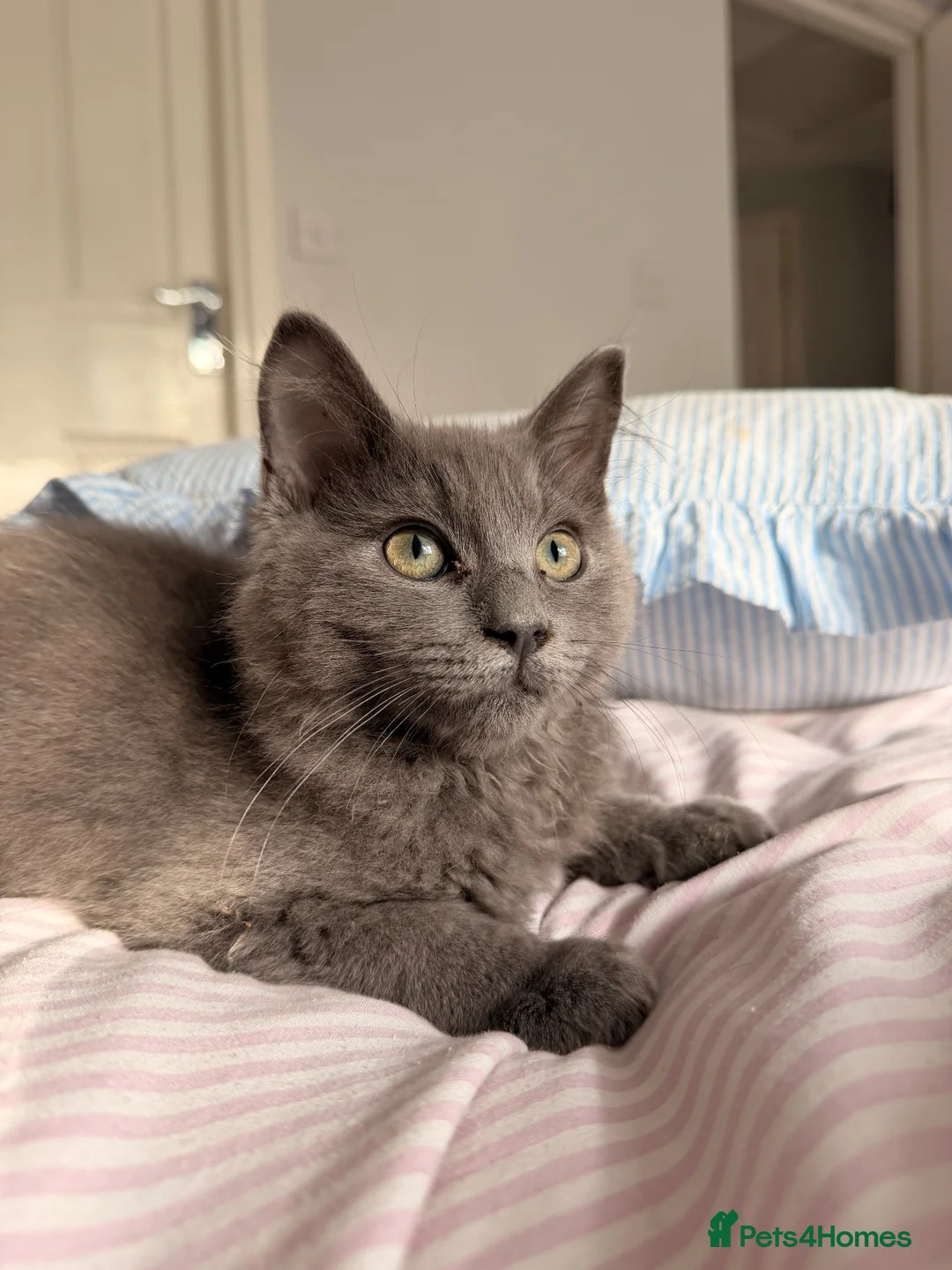 Ragdoll cats for sale: Ragdoll blue long hair  in Wakefield - Advert 3