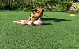 Mixed Breed dogs for sale: Needing to rehome  - Image 2