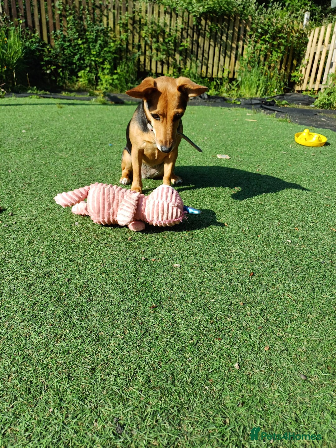 Mixed Breed dogs for sale: Needing to rehome  - Image 2