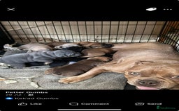 English Bulldog dogs for sale: Old British bull puppies - Image 6