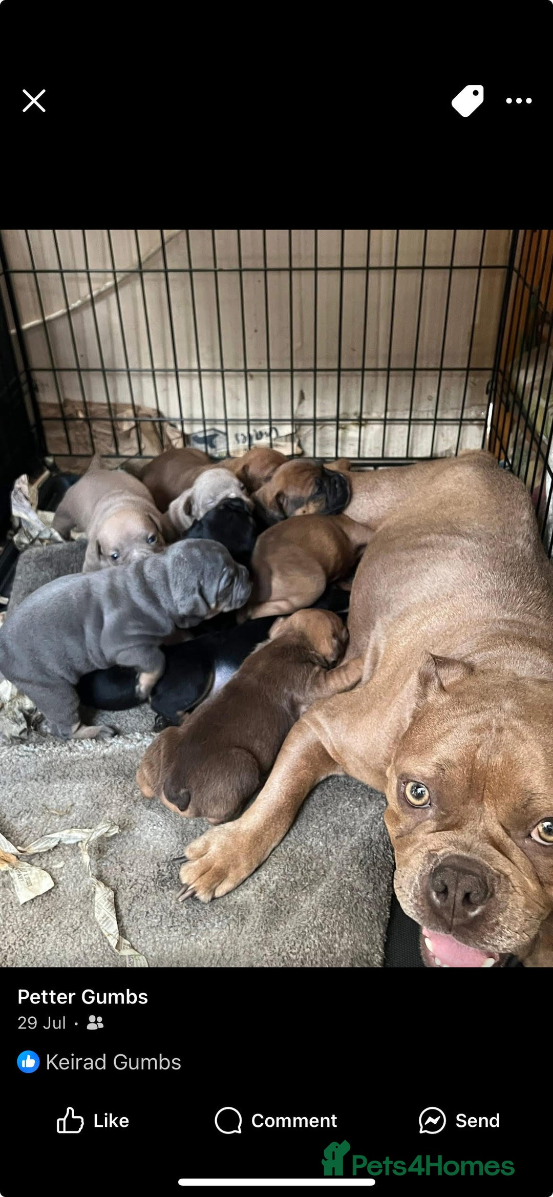 English Bulldog dogs for sale: Old British bull puppies - Image 6