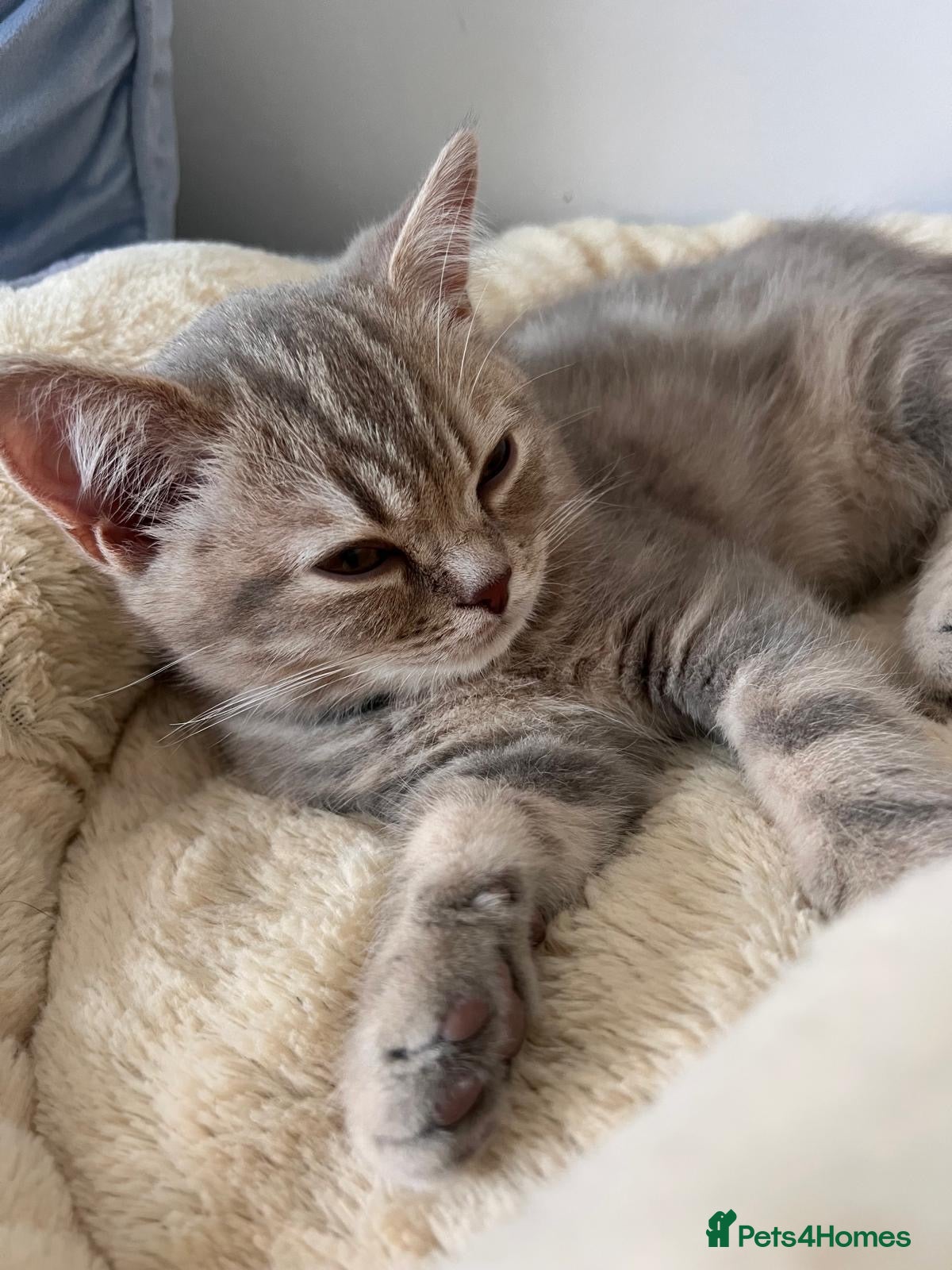 British Shorthair cats 🐾 GCCF Registered British Shorthair Kittens  - Advert 6