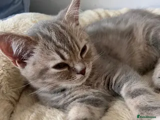British Shorthair cats 🐾 GCCF Registered British Shorthair Kittens - Advert 6