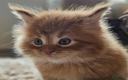 Maine Coon cats for sale: Champion Line Maine Coons –Rare, Fluffy, Gorgeous! - Image 13