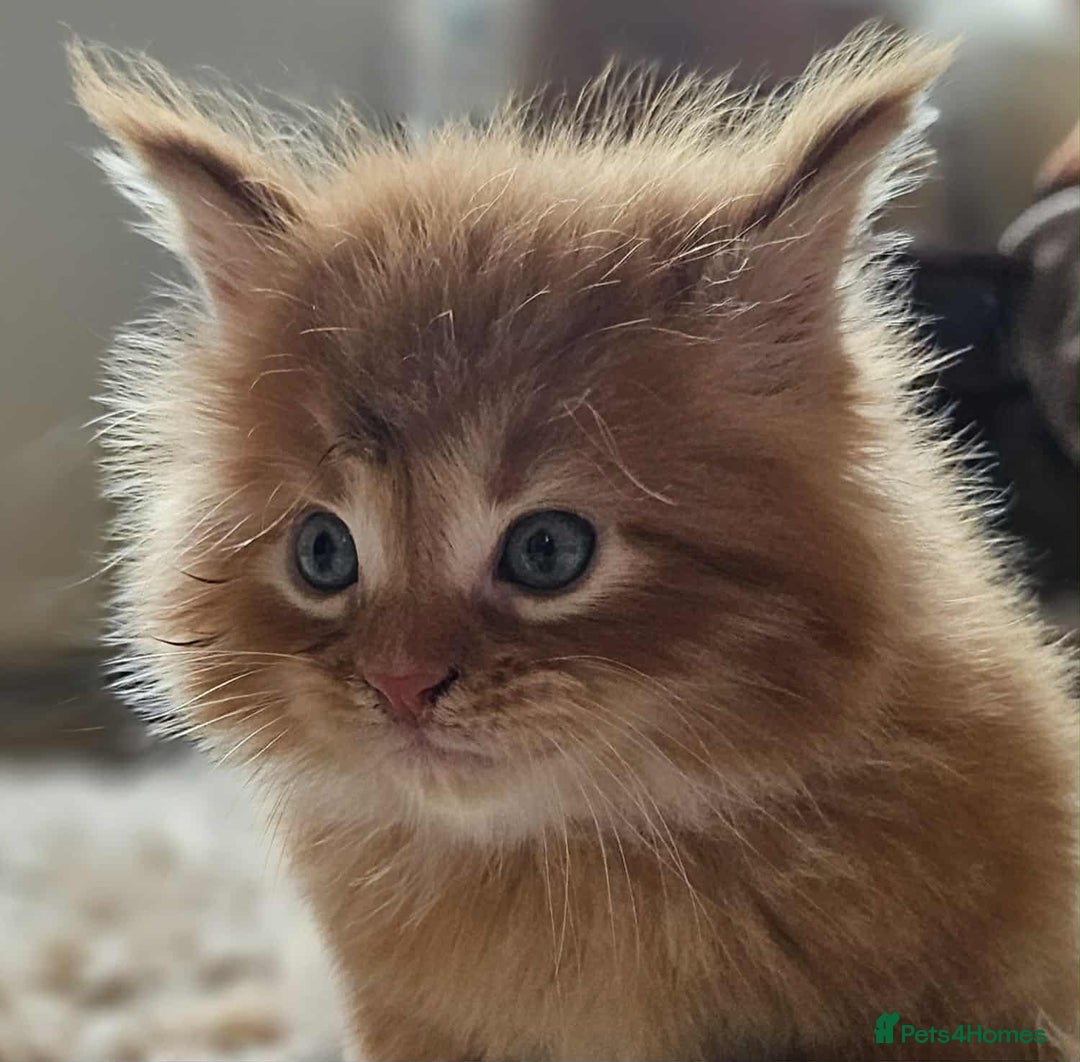 Maine Coon cats for sale: Champion Line Maine Coons –Rare, Fluffy, Gorgeous! - Image 13