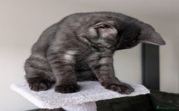 Selkirk Rex cats for sale: 😻 Stunning Selkirk Rex Mix Kittens 😻 - Image 10