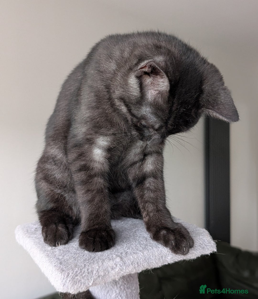Selkirk Rex cats for sale: 😻 Stunning Selkirk Rex Mix Kittens 😻 - Image 10