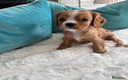 Cavalier King Charles Spaniel dogs for sale: Fully Health tested Cavalier King Charles Puppies  - Image 22
