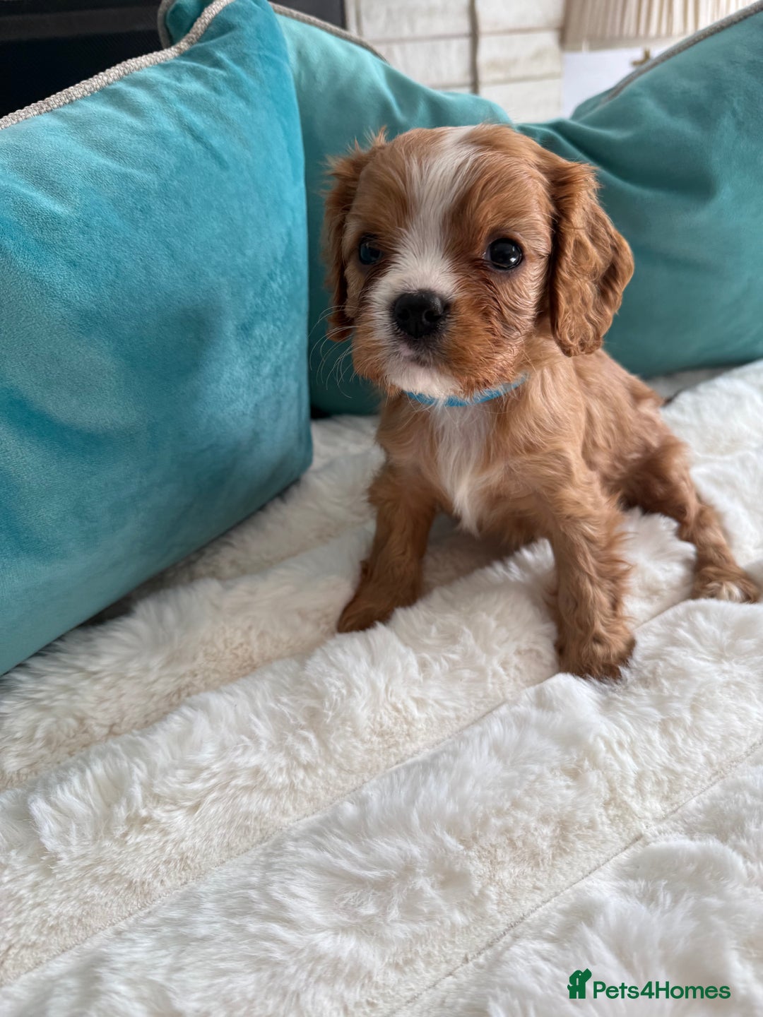 Cavalier King Charles Spaniel dogs for sale: Fully Health tested Cavalier King Charles Puppies  - Image 22