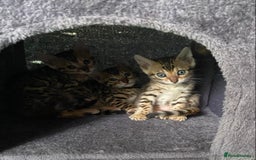 Bengal cats for sale: Health Tested TICA 🩷Bengal female kittens  - Image 16
