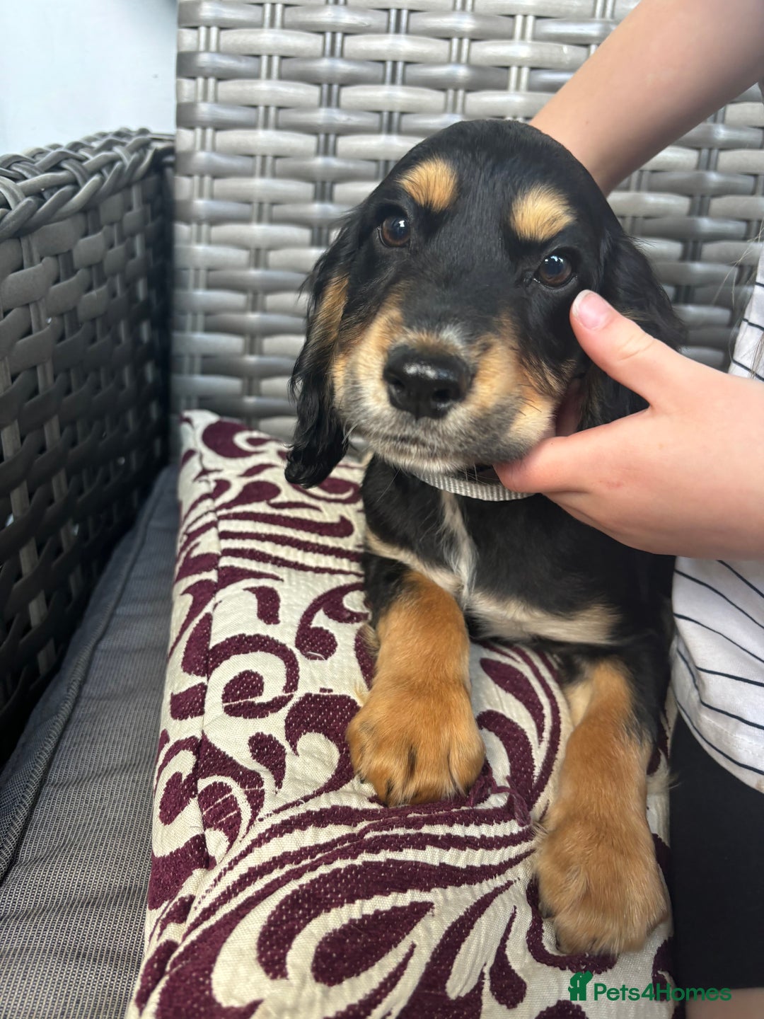 Cocker Spaniel dogs for sale: 10 week old working Cocker spaniel puppy - Image 4