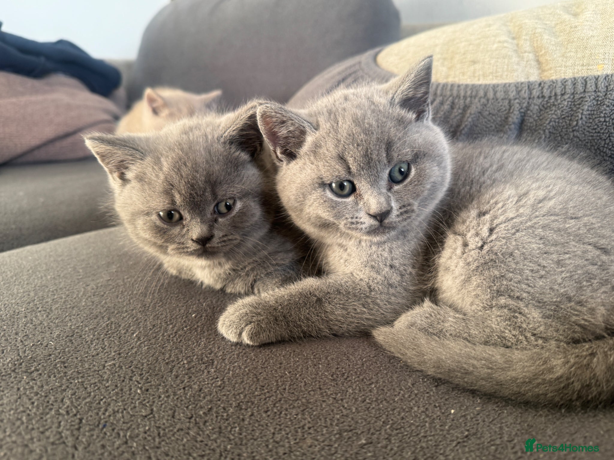 British Shorthair cats for sale: Beautiful British shorthair kittens  - Advert 10