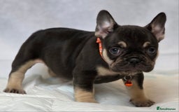 French Bulldog dogs for sale: TOP QUALITY KC REG FRENCHIES AVAILABLE  - Image 20