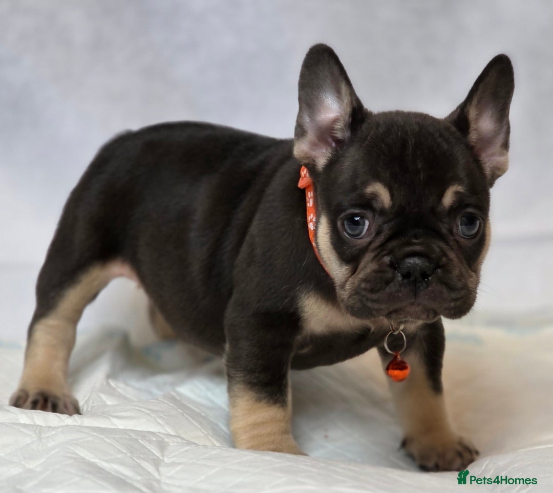 French Bulldog dogs for sale: TOP QUALITY KC REG FRENCHIES AVAILABLE  - Image 20