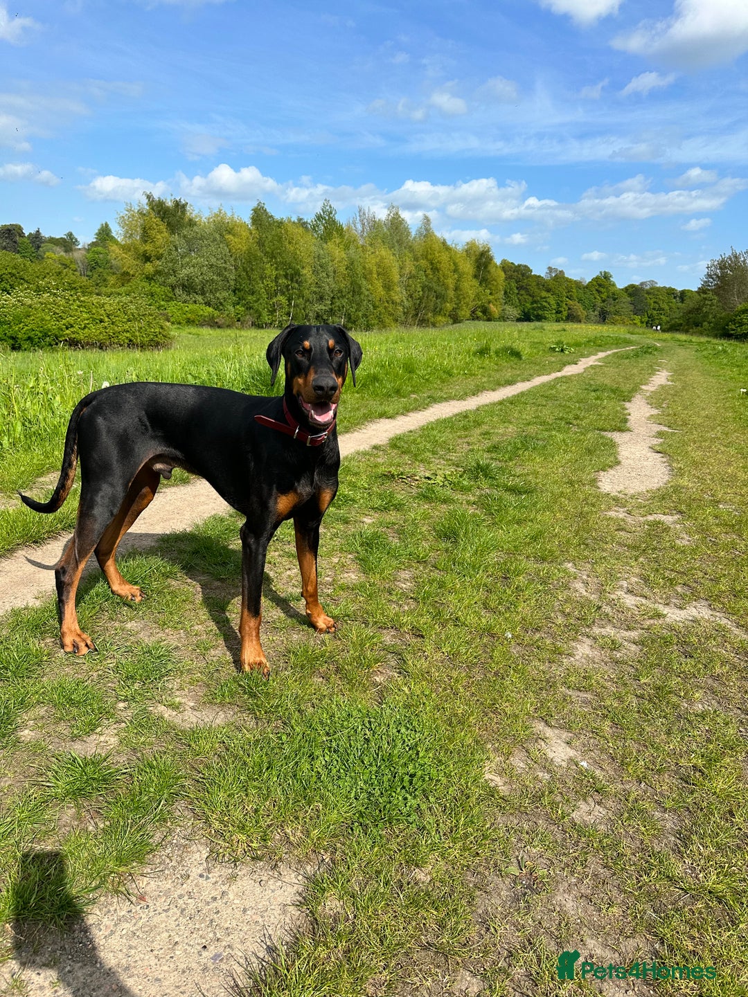 Dobermann dogs for sale: Wonderful Doberman for unfortunate adoption  - Advert 15