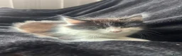 Maine Coon cats for sale: Mainecoon Kittens  - Advert 5