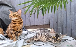 Bengal cats for sale: Show quality pure bengal kittens. - Image 18
