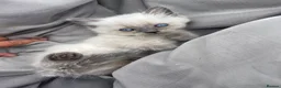 Ragdoll cats for sale: Ragdoll  - Advert 3