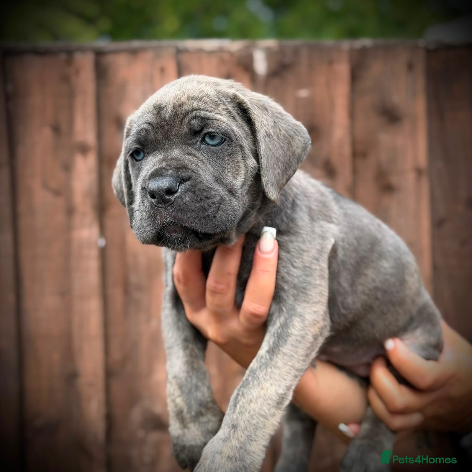 Cane Corso dogs 🐾 Balestra Magica Corso – Litter “K” 🐾 - Advert 2