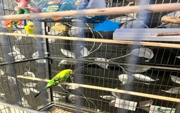 Budgerigars birds for sale: Budgies with cage  - Image 2