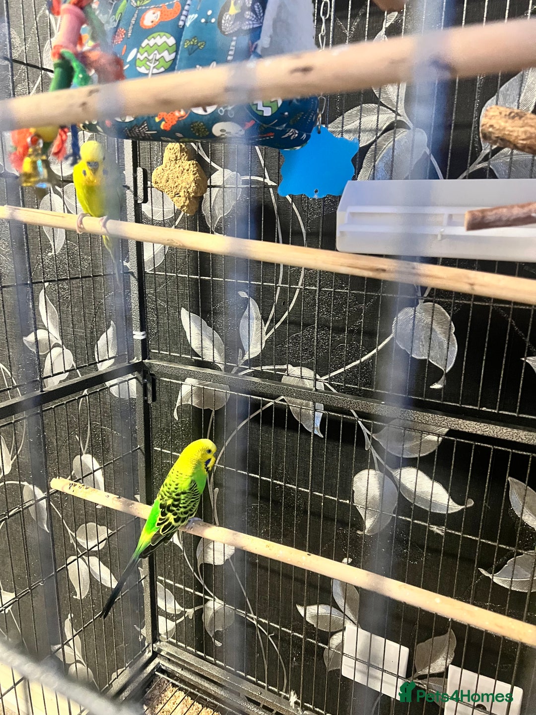 Budgerigars birds for sale: Budgies with cage  - Image 2