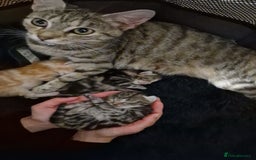 Bengal cats for sale: Siberian/bengal cross kittens - Image 1