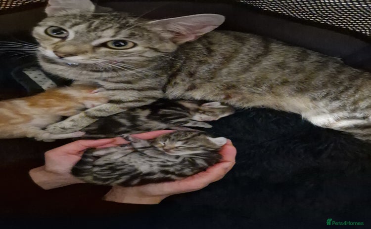 Bengal cats - Advert 1