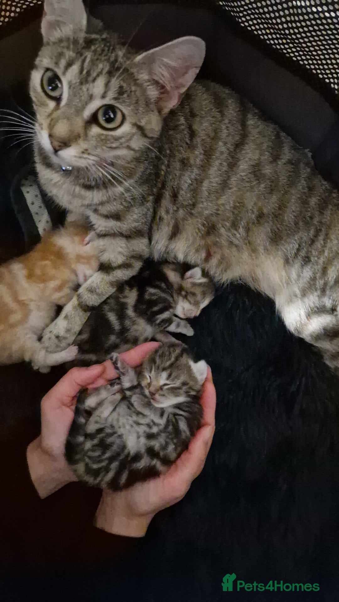Bengal cats for sale: Siberian/bengal cross kittens - Image 1