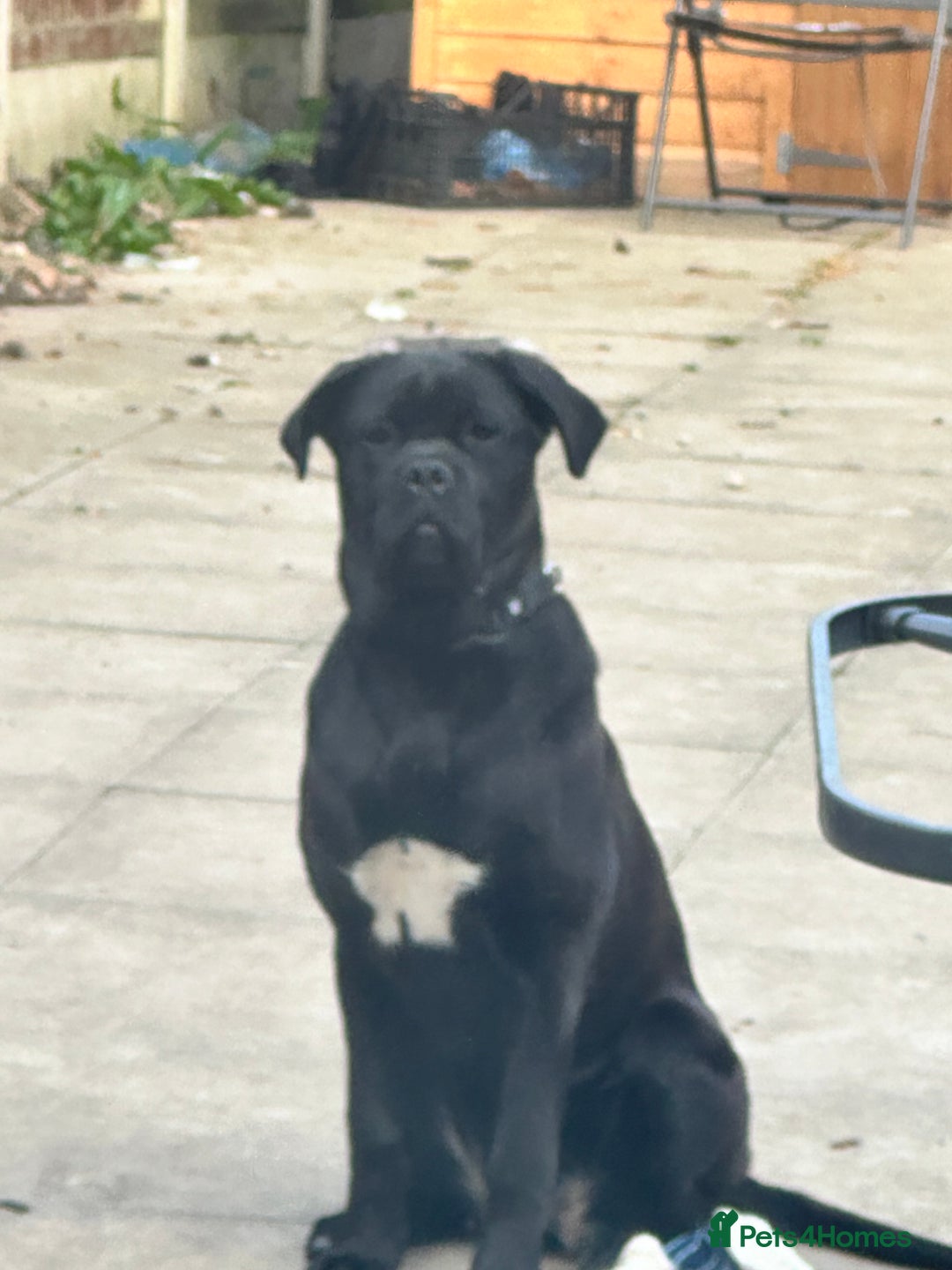 Cane Corso dogs for sale: Beautiful Female Cane corso - Image 2