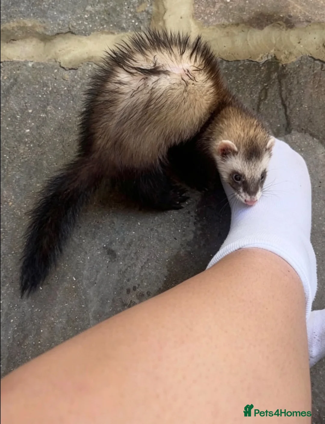 Ferret rodents for sale: Standard Gill ferret  - Advert 7