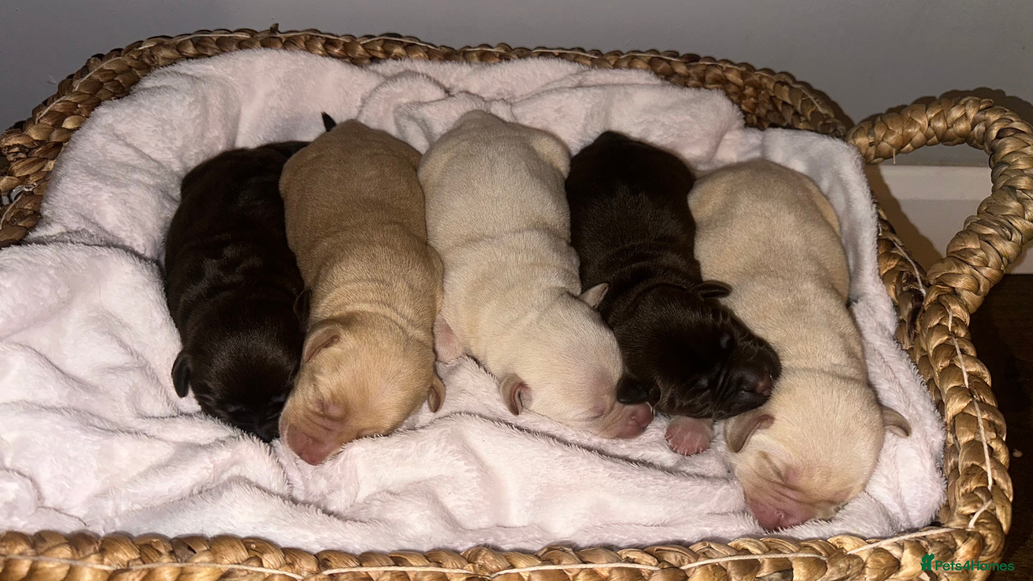 Labrador Retriever dogs 9 perfect Labrador puppies  - Advert 5