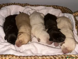 Labrador Retriever dogs 9 perfect Labrador puppies chocolate & golden - Advert 12