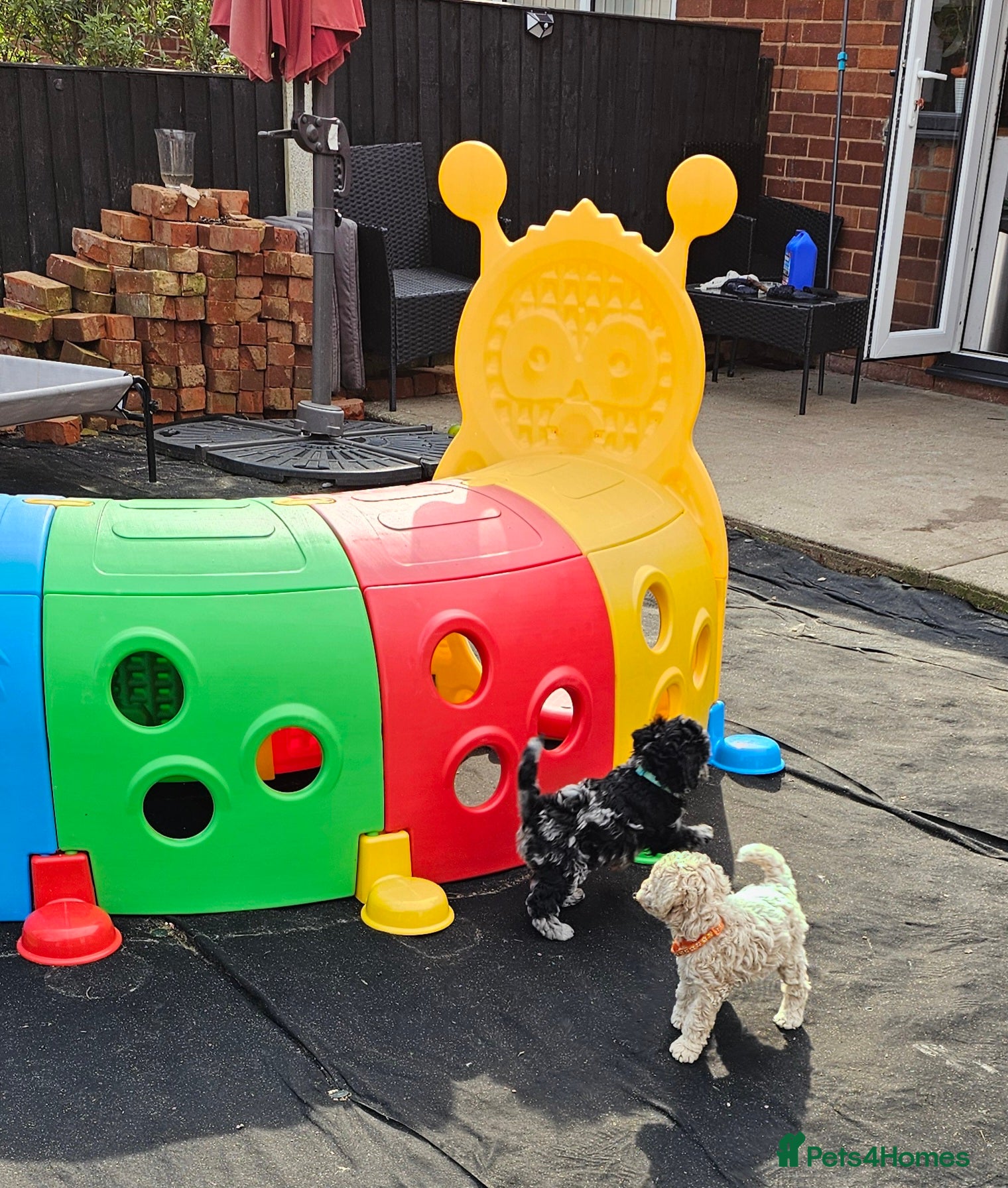 Miniature Poodle dogs stunning Miniature poodle puppies - Advert 1