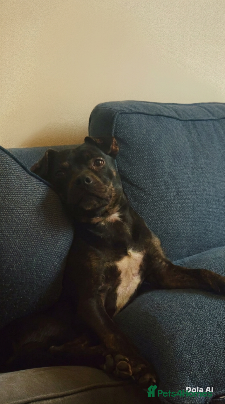 Mixed Breed dogs Our beautiful puppy is up for sale - Advert 2