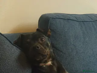 Mixed Breed dogs Our beautiful puppy is up for sale - Advert 2