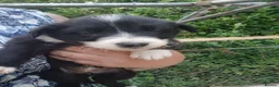 Border Collie dogs for sale: Beautiful collie pupa in Ilkley - Advert 6