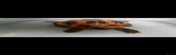 Hermann Tortoise reptiles for sale: Male tortoise for sale  in Hyde - Advert 8