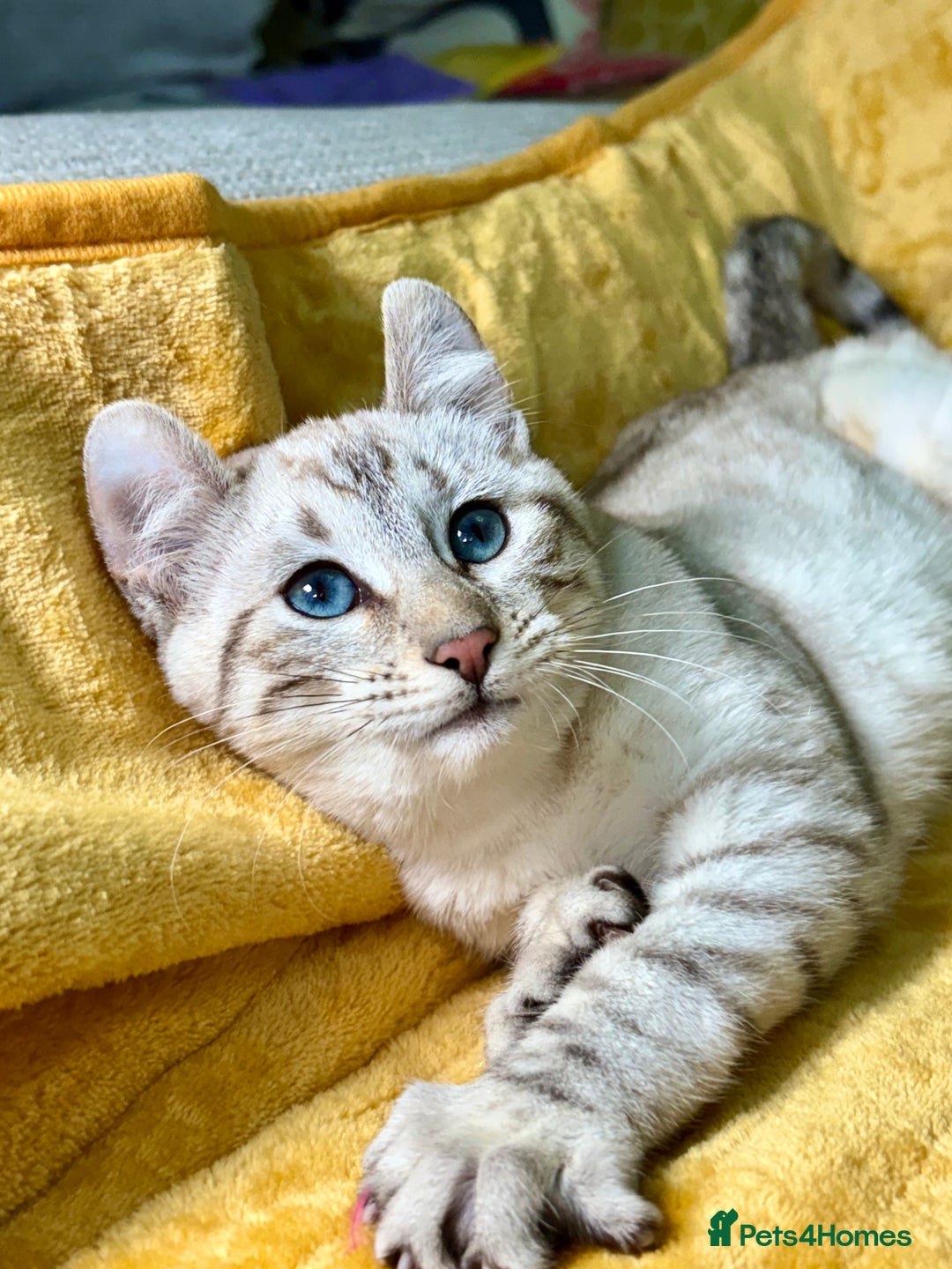 Keetso cats for sale: Superb polydactyl curled eared girl - Advert 3