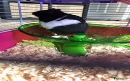 Hamster rodents for sale: Blitzo - Image 5